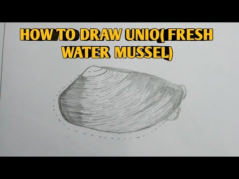 how to draw unio (fresh water mussel)