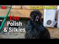 Relaxing Silkie Chicken Coop Cam All Day LIVE Stream