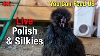 Relaxing Silkie Chicken Coop Cam - All-Day LIVE Stream