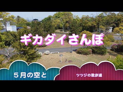 ギカダイさんぽ　５月の空とツツジの散歩道