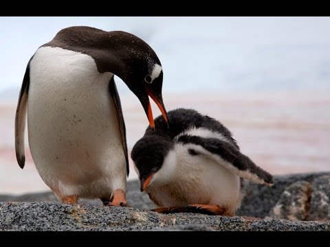 THE PENGUIN COUNTERS trailer (from Getzels Gordon Kickstarter campaign)