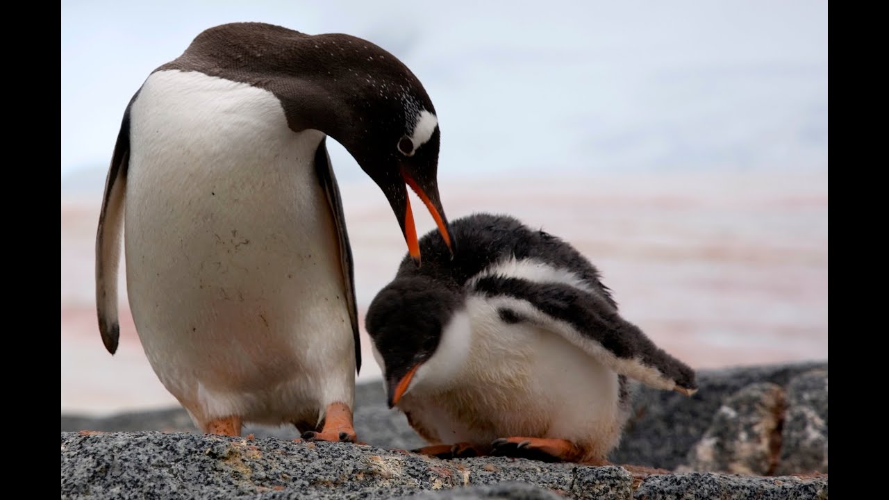 THE PENGUIN COUNTERS trailer (from Getzels Gordon Kickstarter campaign)