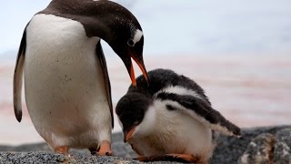 THE PENGUIN COUNTERS trailer (from Getzels Gordon Kickstarter campaign)