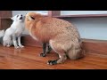 Female Foxes Screaming