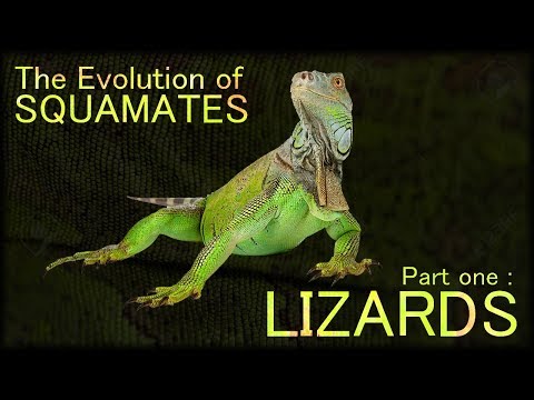 Evolution of Lizards 🦎