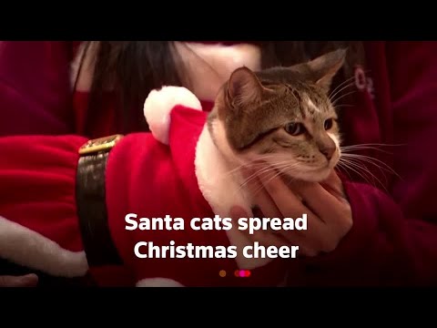ソウルでクリスマスの歓声を広げるサンタ猫たち (Santa cats spread Christmas cheer in Seoul)