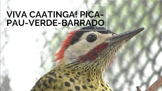 Miniatura do vídeo