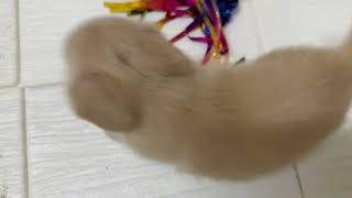 ハーフ犬の動画01