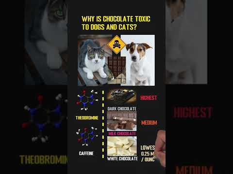 Why Is Chocolate Toxic To Dogs And Cats? Theobromine & Caffeine #shorts