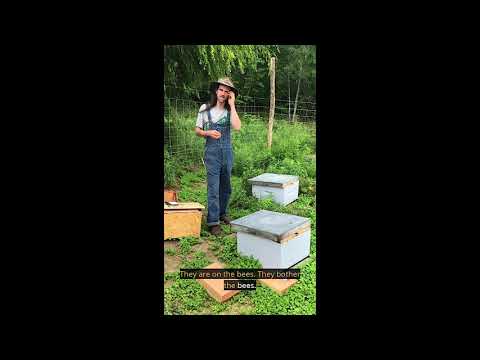 Greenagers Apiary
