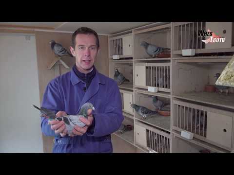 WHZB/TBOTB 2018 Winners - One-day Long Distance: M. & M. Kramer, Wormer (with English subtitles)