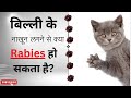 Can You Get Rabies From A Cat S Nails Cat Nail Scratch Rabies Nails Scratch Cat