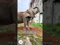 Meet Suda An Inspiring Elephant Who Loved To Do Painting Elephant Painting Animallover