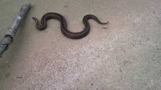 Paprastoji Angis prie Rekyvos ežero 3  (lot. Vipera berus, eng. Common adder, ger. Kreuzotter)