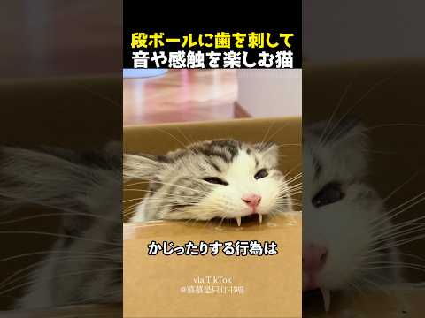 段ボールに歯を刺して音や感触を楽しむ猫