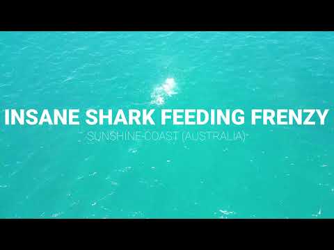 INSANE! - Drone Films Shark Feeding Frenzy On Massive School Of Big Fish