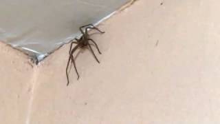 What would you do if you saw a giant Spider in the shower