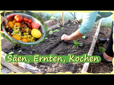 Selbstversorgung im August & September - Ernterundgang in den Folientunneln