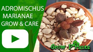 Adromischus marianae - grow & care (Colored succulent)