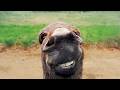 Funniest Animal Videos Ever Part 2