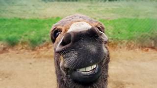 Funniest Animal Videos Ever (Part 2) gameplay video by Alisoneno, 28:28 duration