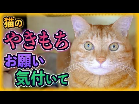 猫は嫉妬を感じますか?