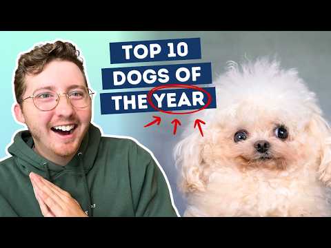 The Best Dogs of 2025 (so far)