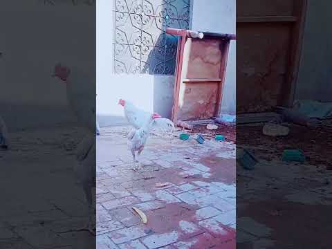 #shortsfeed #punjabisong #live #naseeba #naseebakholdemera #shortsfeed #aseellove #birds