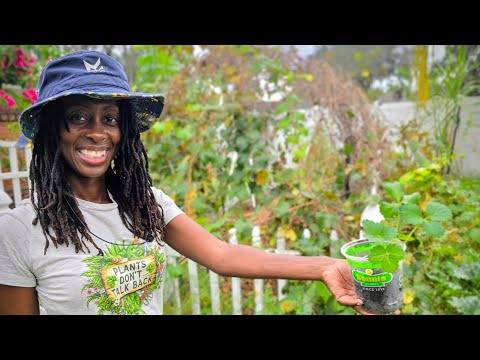 How to Grow Strawberries