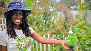 Grow Strawberries | Masterclass