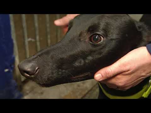 KELLI WINDEBANK ON LEMON REUBEN