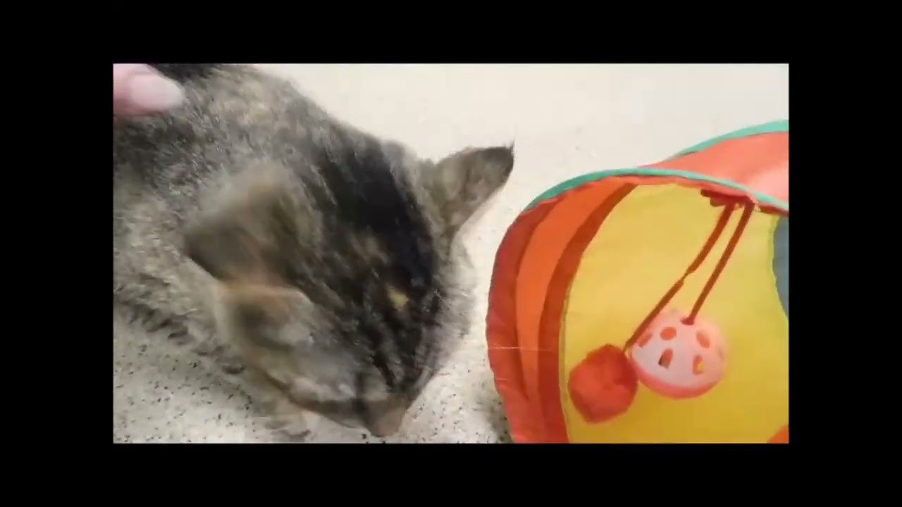 Enlarge NYX, a ADOPTABLE Domestic Short Hair in Ironwood, MI video 2/2