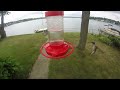Union Lake Hummingbirds
