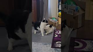 Fun time ❤ #foryou #cat #cute #tuxedocat #bestfriend #catlover #shorts
