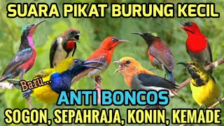 Download lagu Suara pikat sogon, sepahraja, konin, kemade | Suara pikat burcil - Anti boncos  mp3
