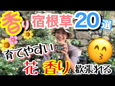 顕花植物のアルファベット順について詳しく解説