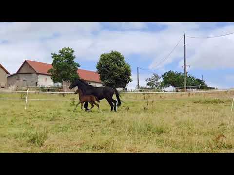 🖤 𝗠𝗮𝗻𝗵𝗮𝘁𝘁𝗮𝗻 𝗱𝘂 𝗩𝗲𝗻𝗰𝗲𝗱𝗼𝗿 🖤  Global player x Soliman de Hus x Rubinstein