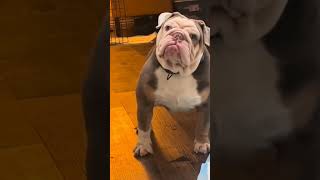 Les chiens sont des idiots