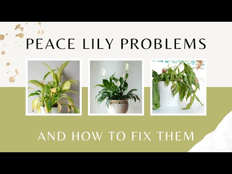 Peace Lily problems and how to fix them | MOODY BLOOMS