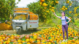 Harvesting 500+ kg Oranges with 3-Wheeled Truck Goes to Countryside Market Sell | Phuong Farm Life