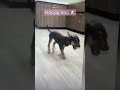 Happy dog￼