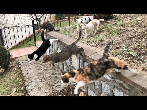 Parkour Cats in Slow Motion!!