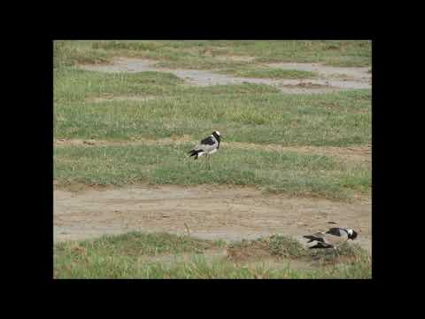 Blacksmith Plover