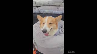 Video preview image #1 - Mix Puppy For Sale in Seattle, WA, USA