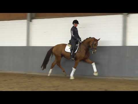 Weidenhof-Verkaufspferde: "FERGIE" *2015 Hannoveraner Stute von Franziskus