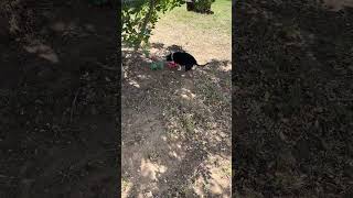 Video preview image #1 Dachshund Puppy For Sale in San Antonio, TX, USA