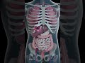 What Happens After Gunshot to the Abdomen