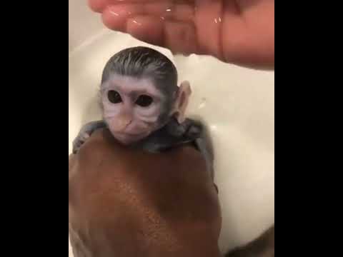 Funny and hilarious animals