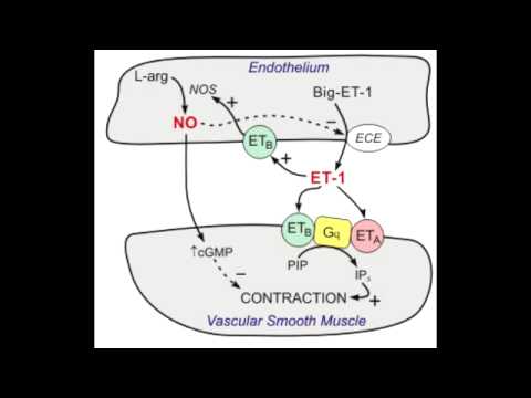 Bosentan - endothelin blocker