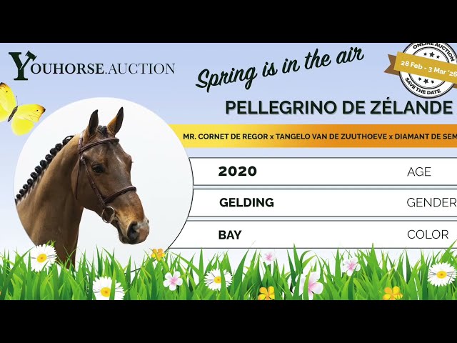 Pellegrino de Zélande showvideo
